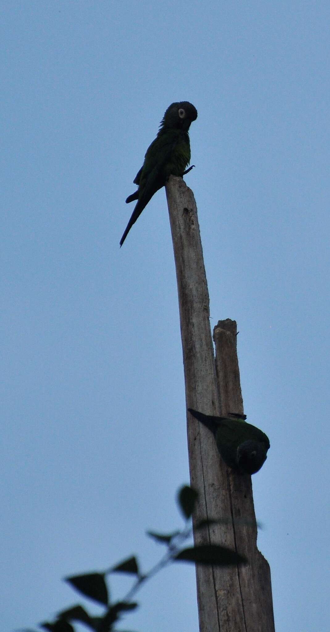 Image of Dusky-headed Parakeet