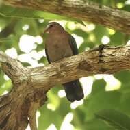 Image of Asian Emerald Dove (Common)