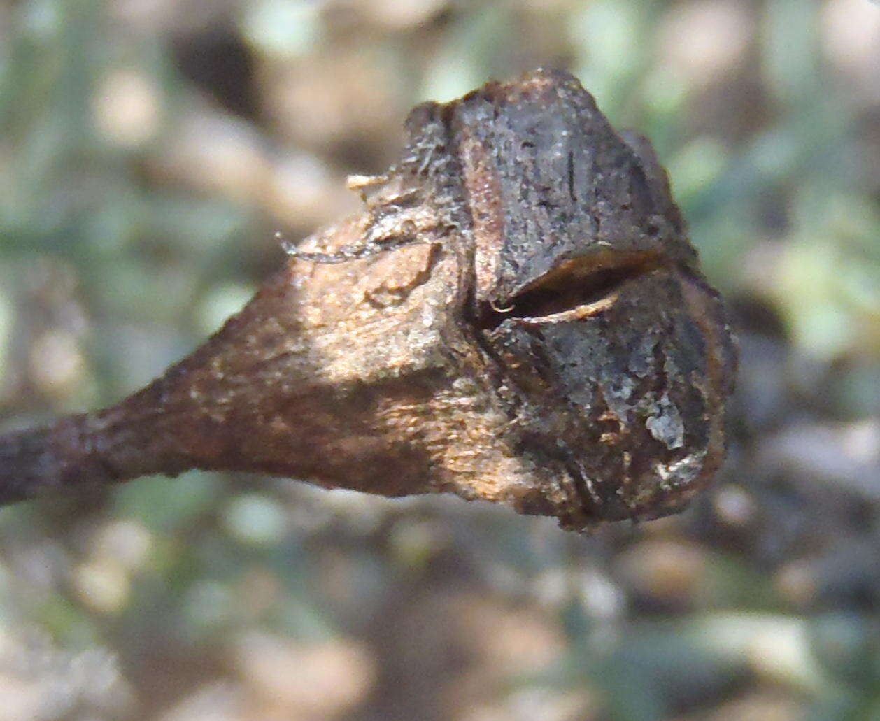 Image of Lampranthus affinis L. Bol.