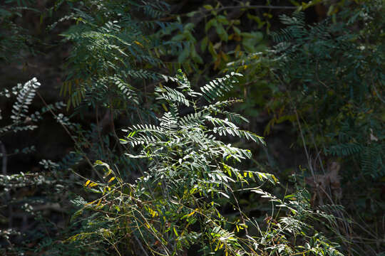 Image of desert false indigo