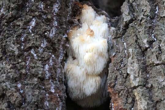 Hericium americanum Ginns 1984的圖片