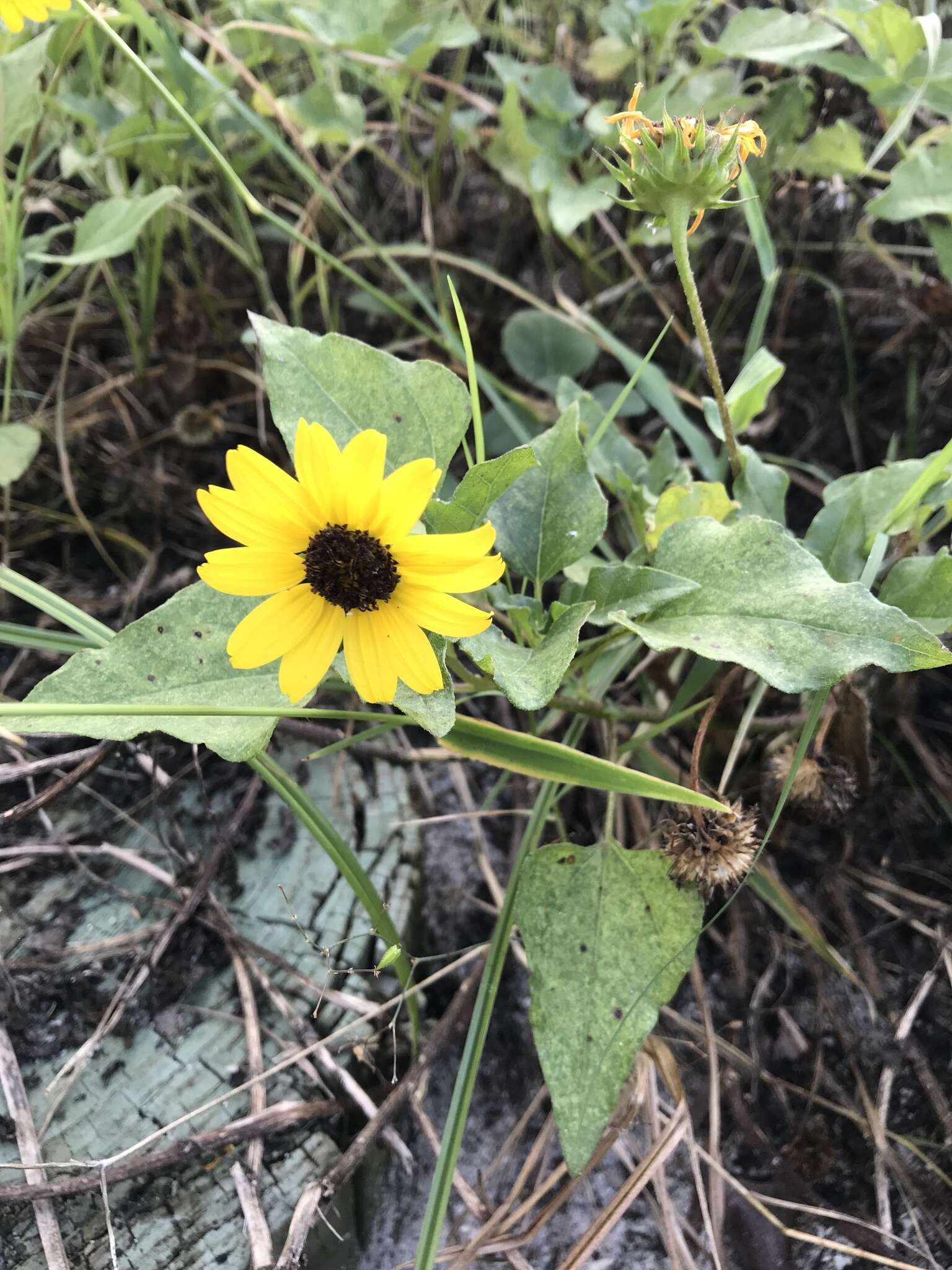 Image of cucumberleaf sunflower