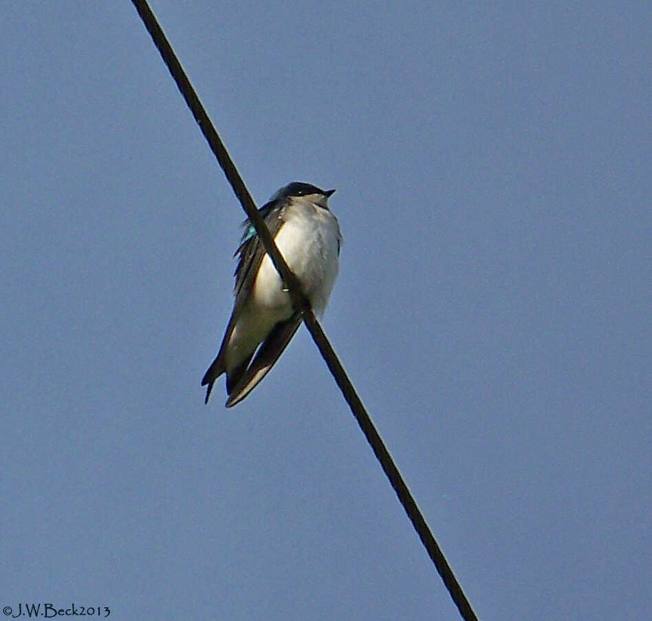 Image of Tachycineta Cabanis 1851