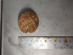 Image of delicate heart sea urchin