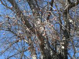 Celtis reticulata Boorsma 1907的圖片