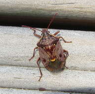 Image of Cermatulus nasalis nasalis (Westwood 1837)