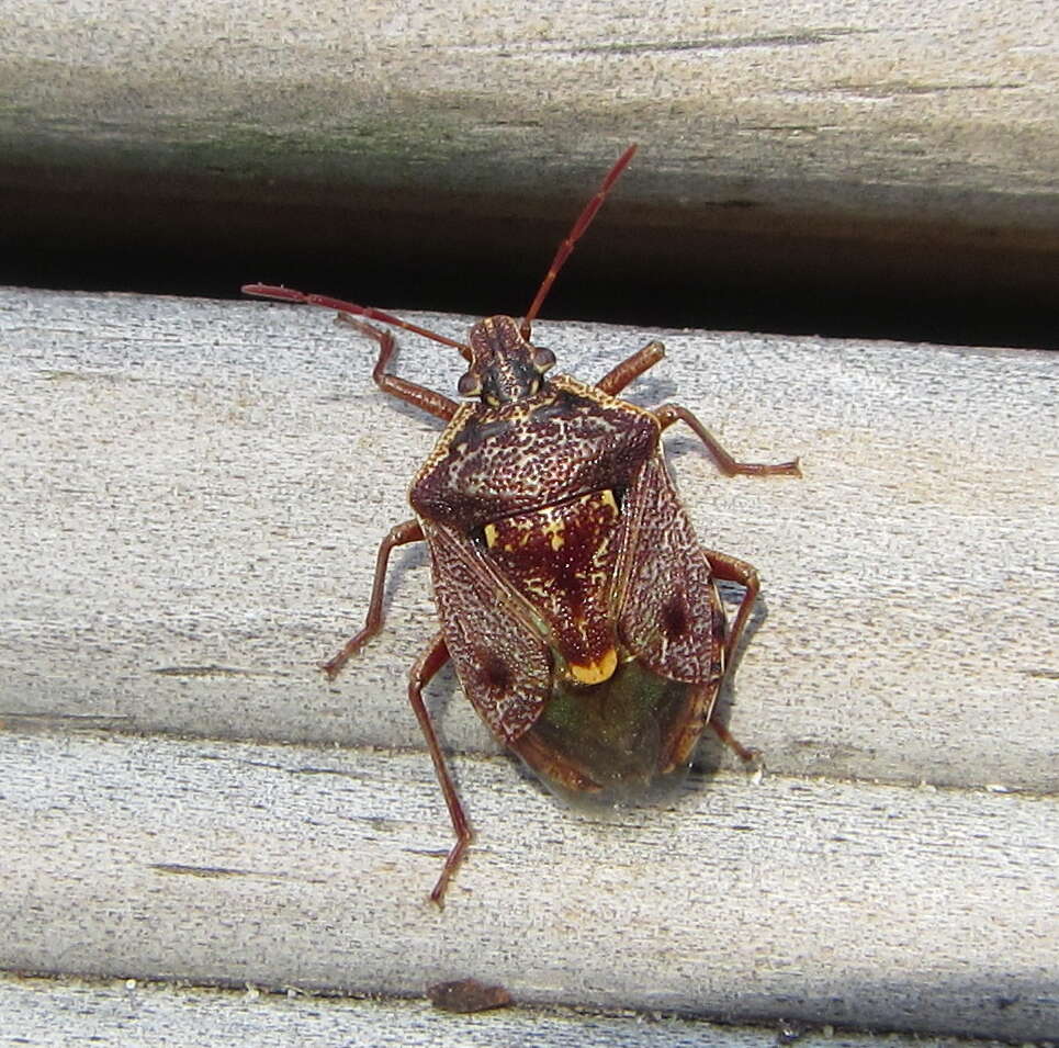 Image of Cermatulus nasalis nasalis (Westwood 1837)