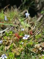 Image of Lindernia rotundifolia (L.) Alston