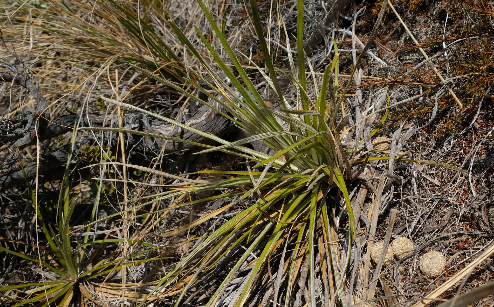 Image of Celmisia lyallii Hook. fil.