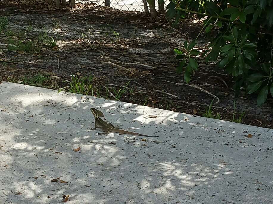 Image of Brown Basilisk