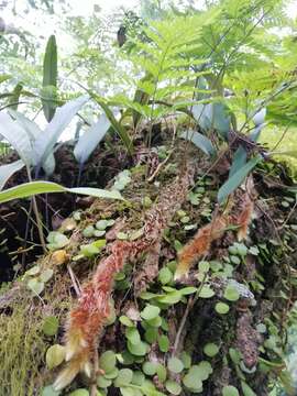 Image of black rabbitsfoot fern