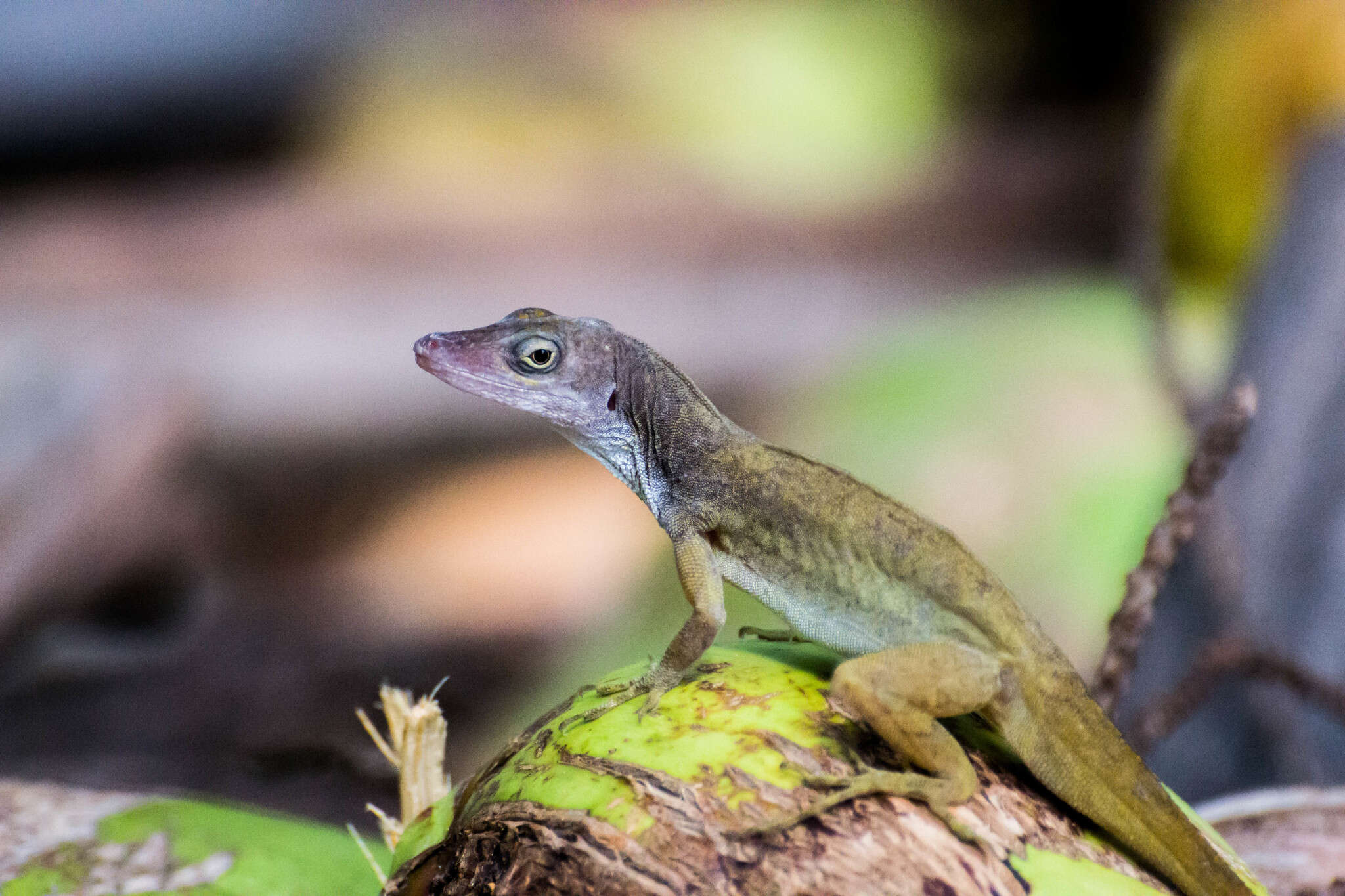 Imagem de Anolis concolor Cope 1862