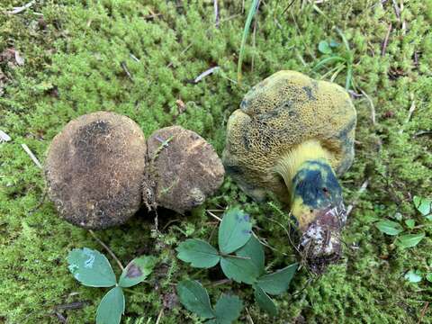 Image of Cyanoboletus rainisiae (Bessette & O. K. Mill.) Gelardi, Vizzini & Simonini 2014