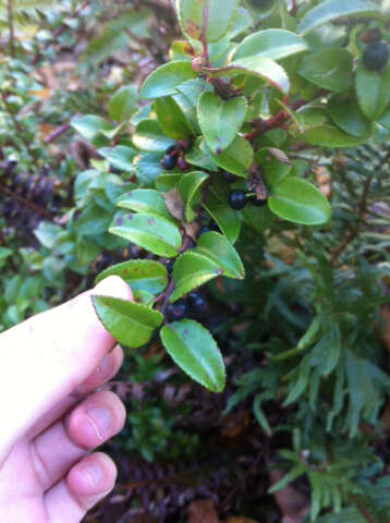 Image of evergreen huckleberry