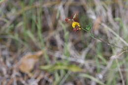 Imagem de Anthidiellum notatum rufimaculatum Schwarz 1926