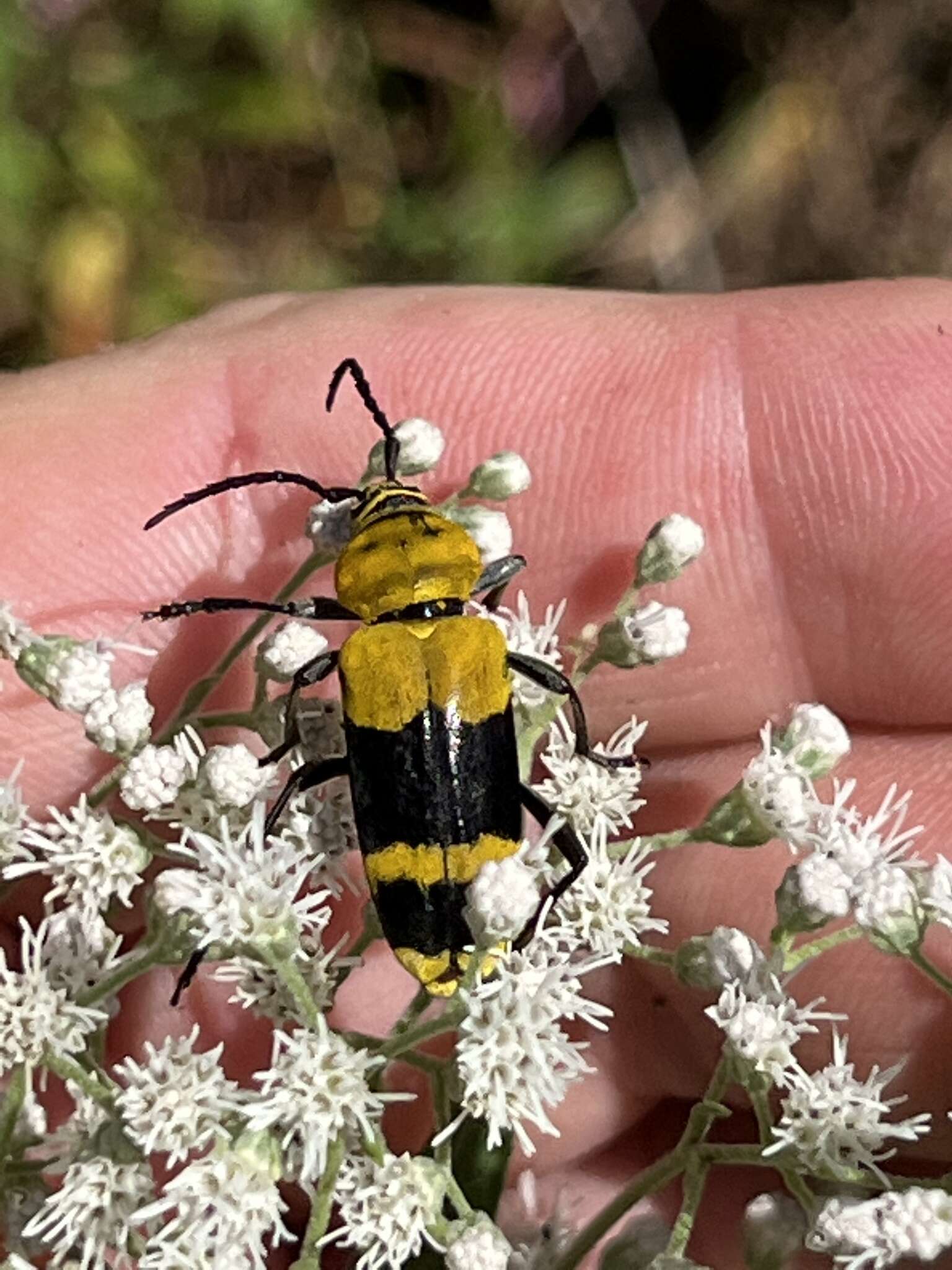 Image of Amorpha Borer