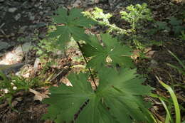 Image of Aconitum lycoctonum subsp. moldavicum (Hacq.) J. Jalas