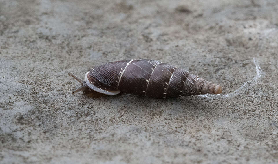 Image of Charpentieria itala (G. von Martens 1824)