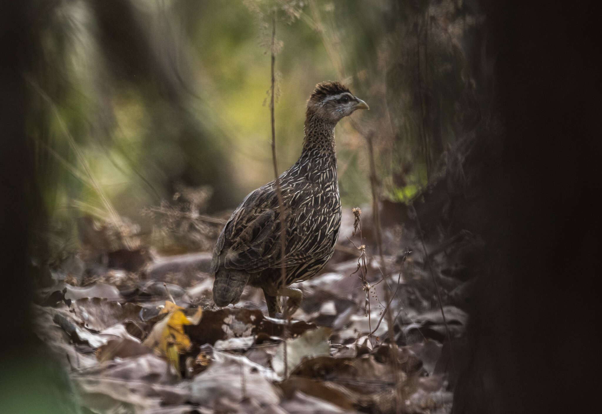 Image of Double-spurred Francolin