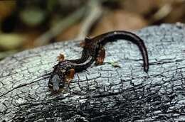 Image of Bolitoglossa pesrubra (Taylor 1952)