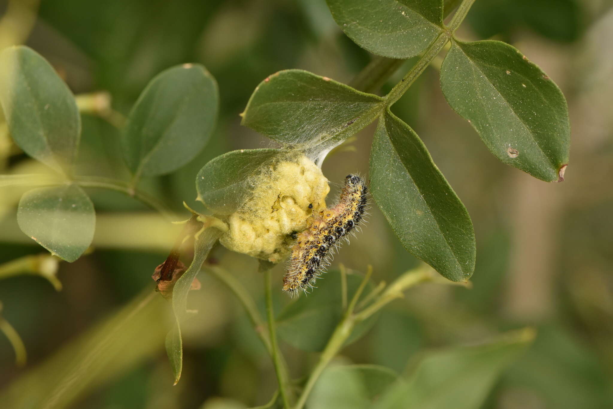 Image of cabbage butterfly