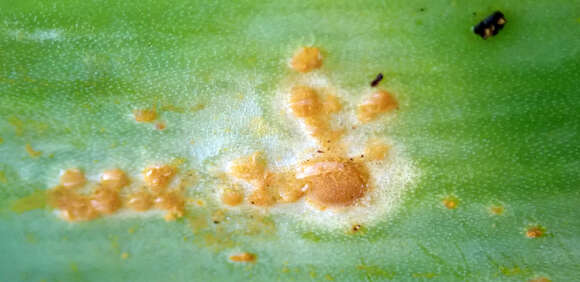 Image of Puccinia porri (Sowerby) G. Winter 1881