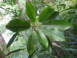 Image of Labourdonnaisia calophylloides Bojer
