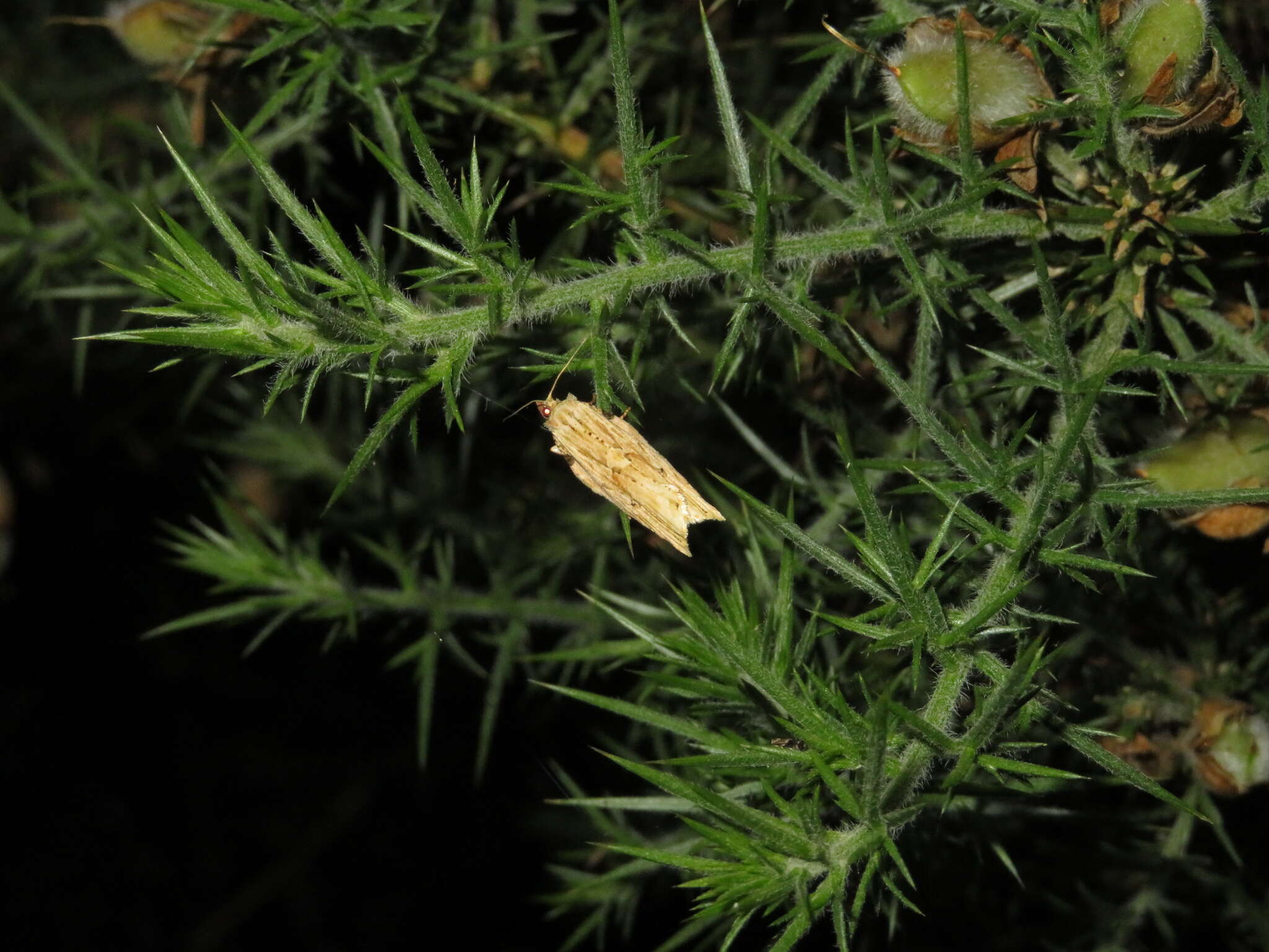 Image of brindled bell moth