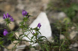 Image of Red hemp-nettle