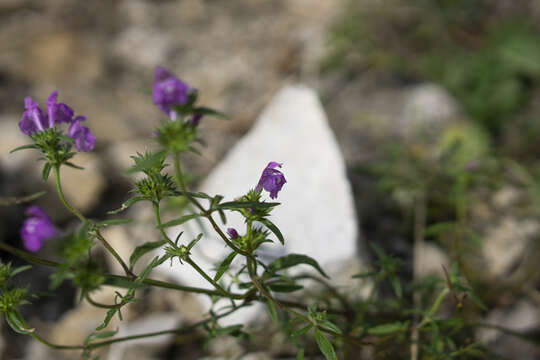 Imagem de Galeopsis angustifolia Ehrh. ex Hoffm.