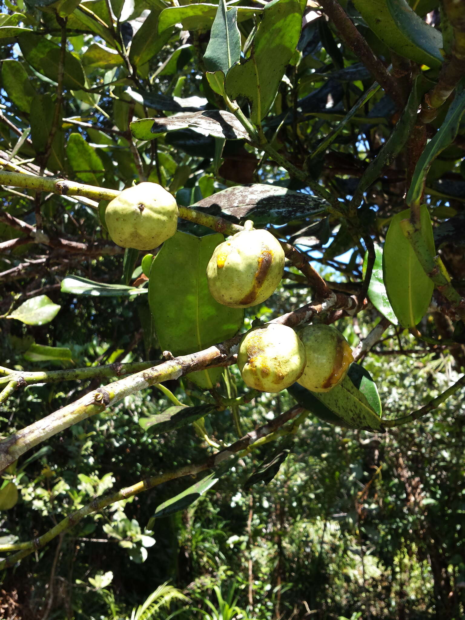 Image of Garcinia verrucosa Jumelle & Perrier