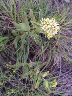 صورة Asclepias viridis Walt.