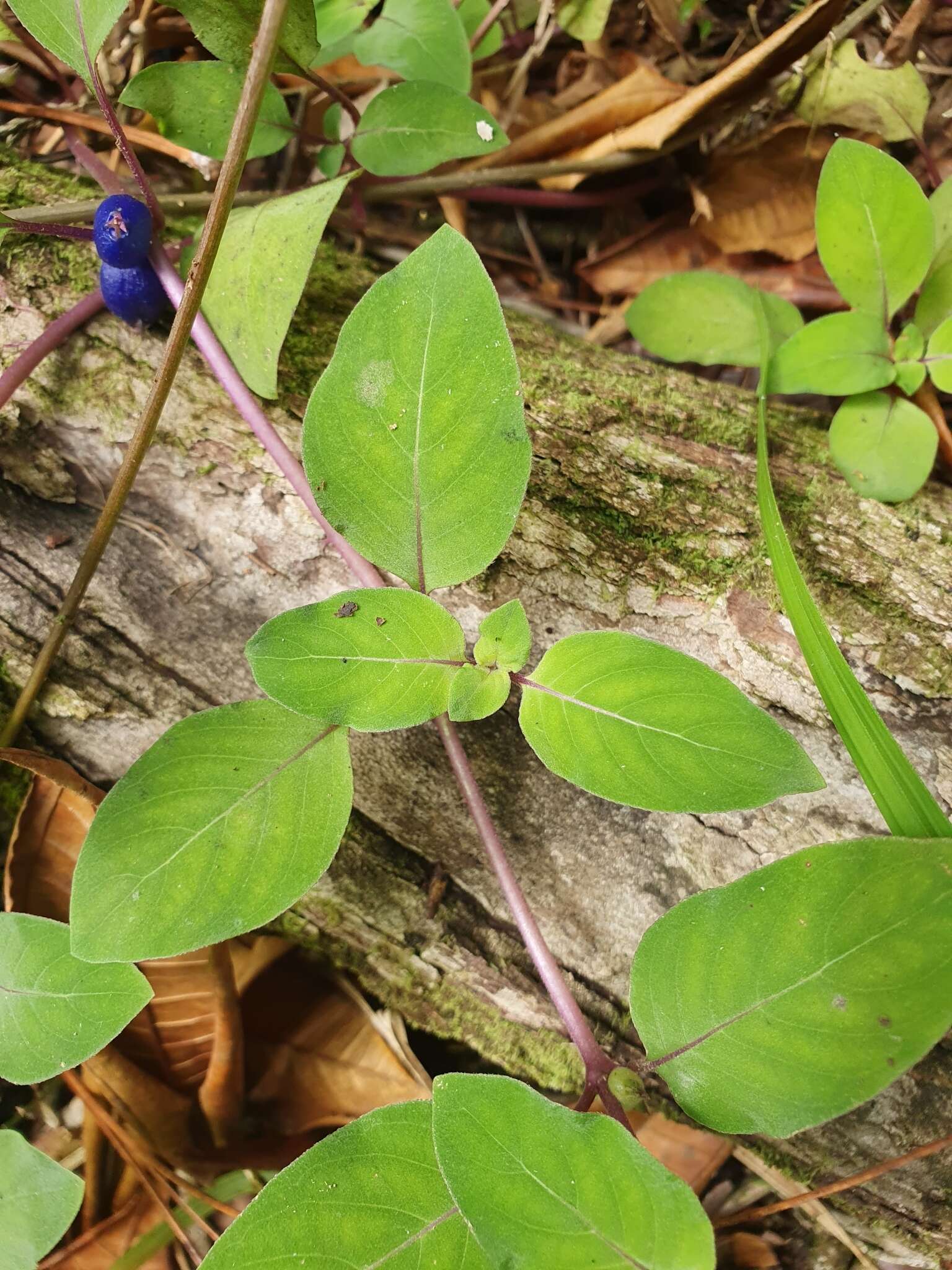 Image of yerba de guava