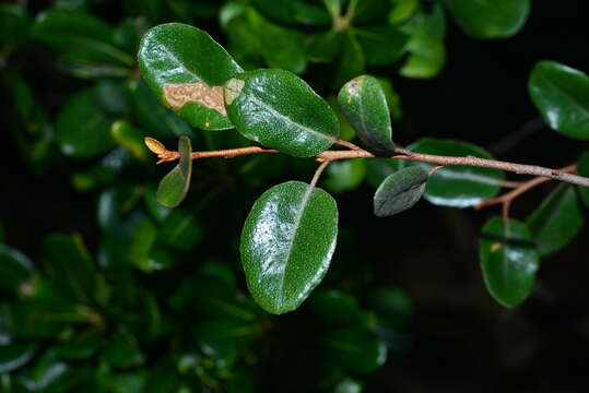 Image of Elaeagnus macrophylla Thunb.