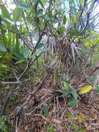 Image of twisted airplant