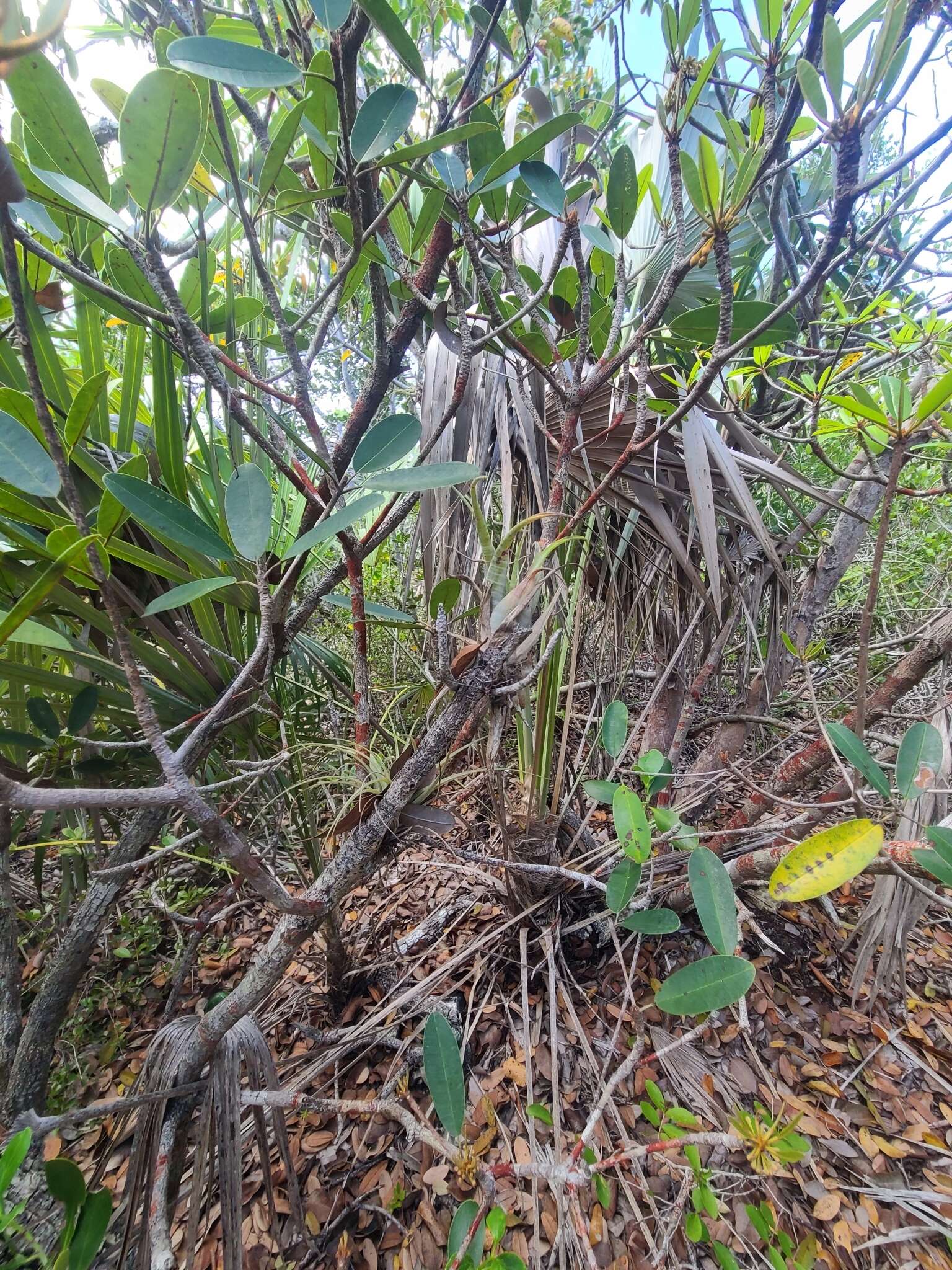 Image of twisted airplant