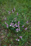 Plancia ëd Hedysarum branthii Trautv. & C. A. Mey.