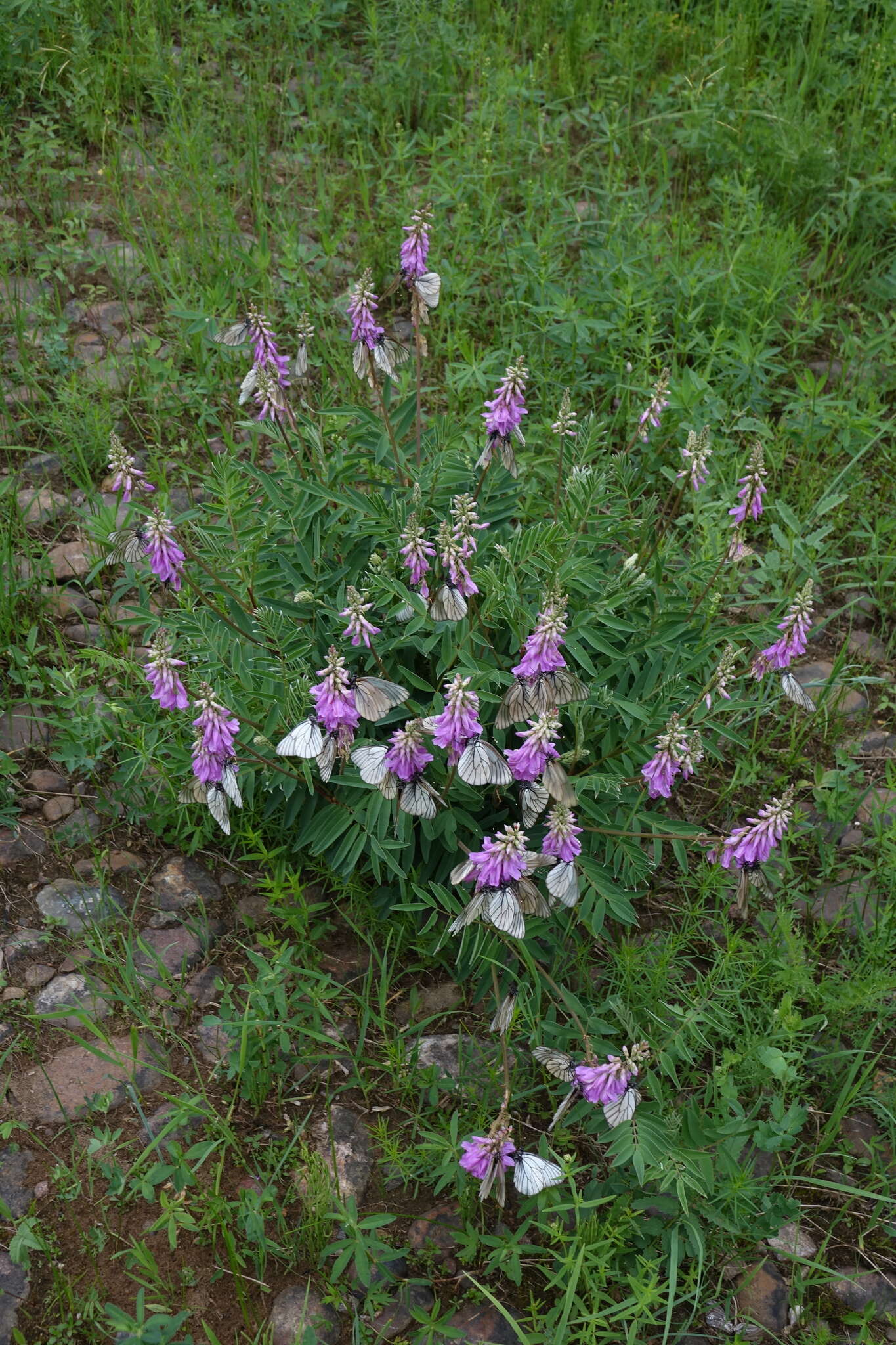 Plancia ëd Hedysarum branthii Trautv. & C. A. Mey.