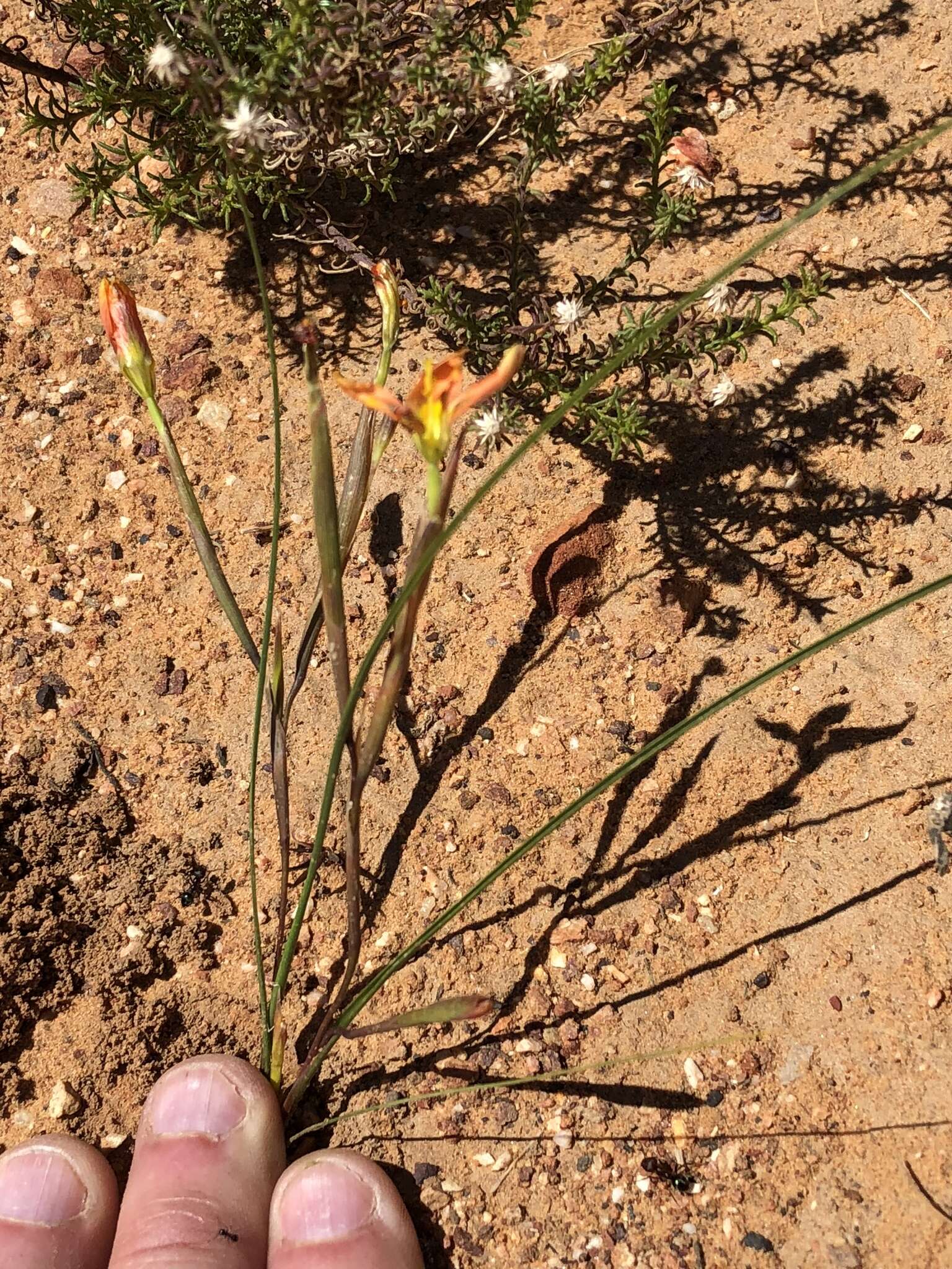 Moraea bifida (L. Bolus) Goldblatt resmi