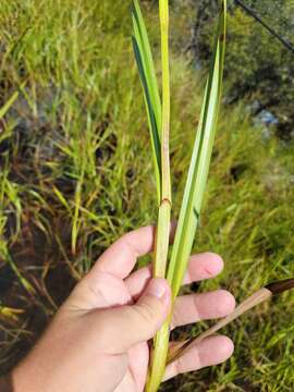 صورة Scleria lacustris C. Wright