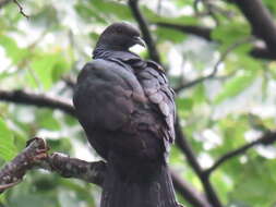 Image of Japanese Wood Pigeon