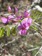 Imagem de Pongamiopsis pervilleana (Baill.) R. Vig.