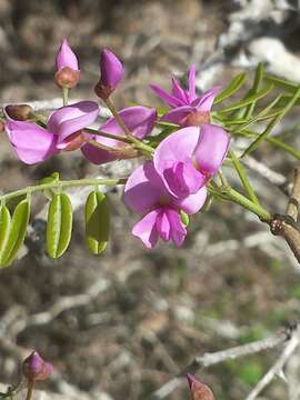 Imagem de Pongamiopsis