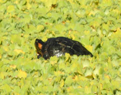 Image of Black-bellied Slider