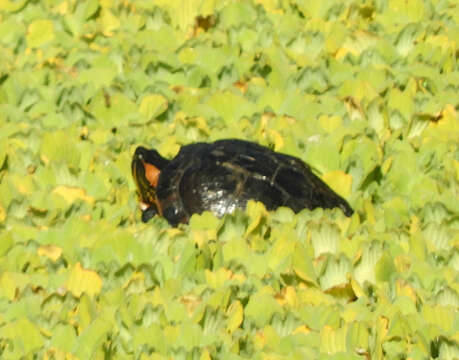 Image of Black-bellied Slider