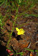 Image of Chamaecrista lateriticola (R. Vig.) Du Puy