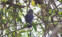 Image of Black-chested Jay