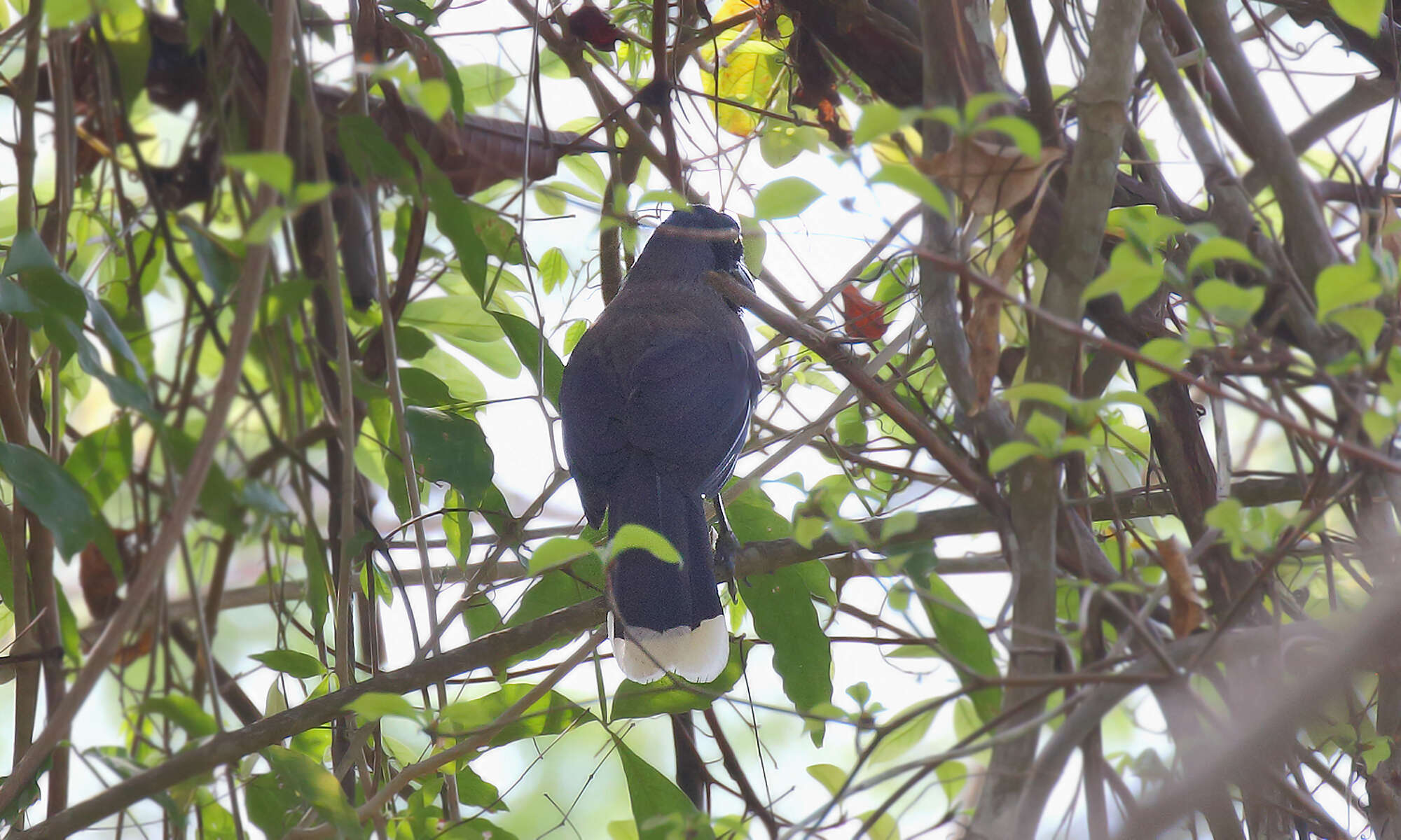 Imagem de Cyanocorax affinis Pelzeln 1856