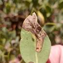 Image of Epinotia miscana Kearfott 1907