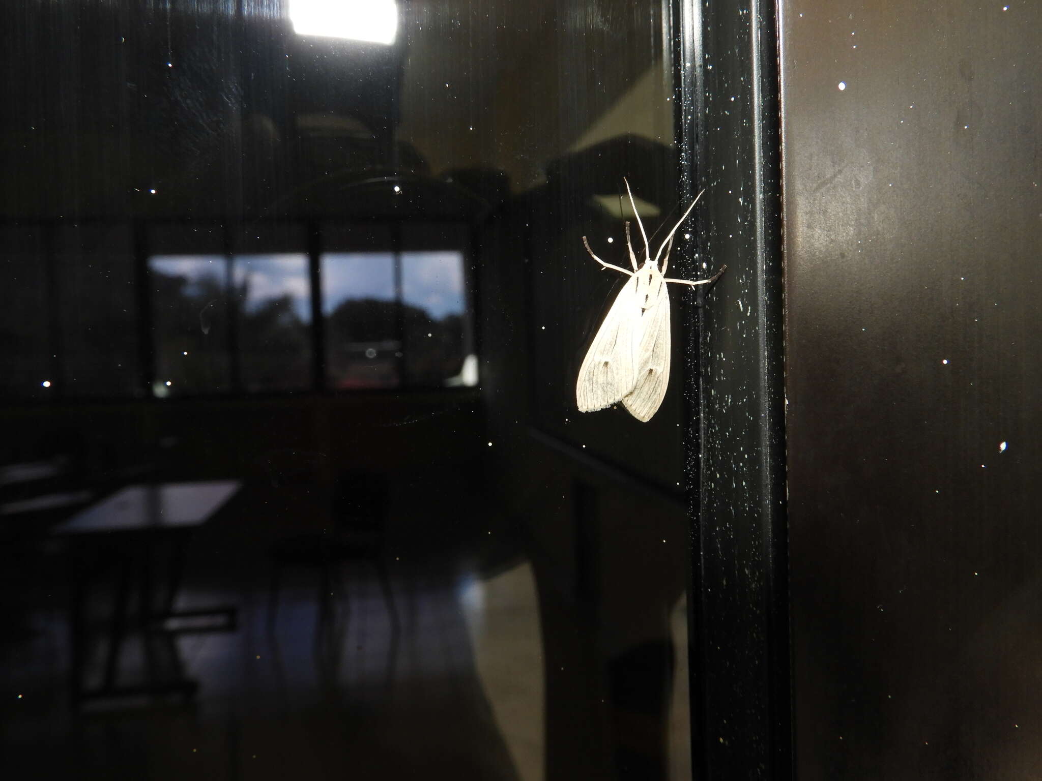 Image of Agaraea semivitrea Rothschild 1909